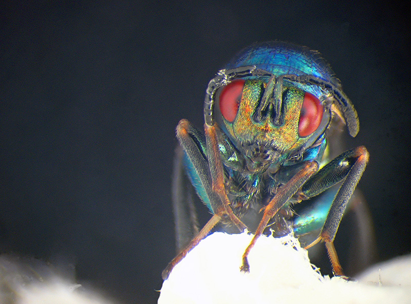 Cynips caputmedusae con parassitoide Ormyridae